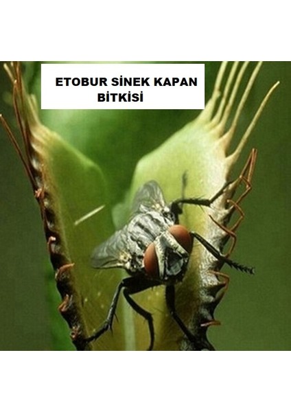 25'li Venüs Fly Trap Sinek Kapan Bitkisi Tohumu + 10'lu Dahlia Çiçek Tohumu