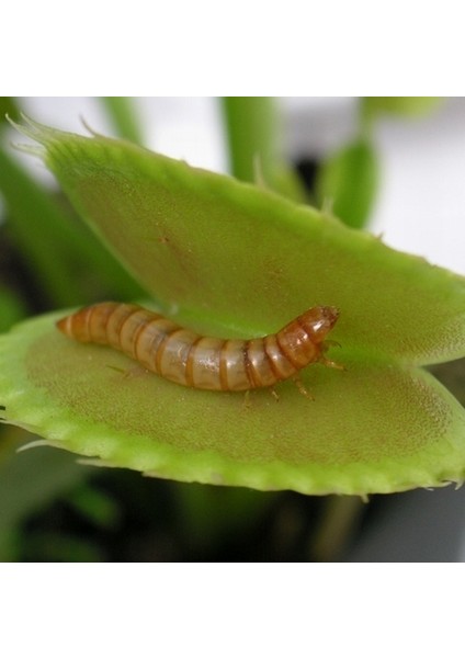 50'li Sinek Kapan Etobur Bitki Tohumu + 10'lu Kırmızı Lale Çiçek Tohumu