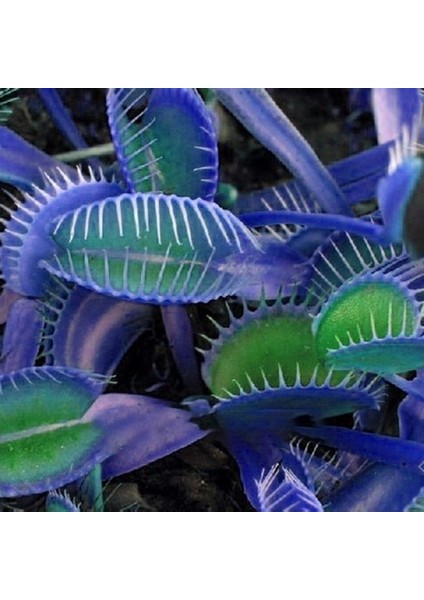50'li Venüs Fly Trap Sinek Kapan Bitkisi Tohumu + 10'lu Lale Çiçek Tohumu