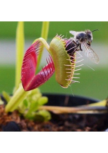 50'li Venüs Fly Trap Sinek Kapan Bitkisi Tohumu + 10'lu Cennet Kuşu Çiçek Tohumu