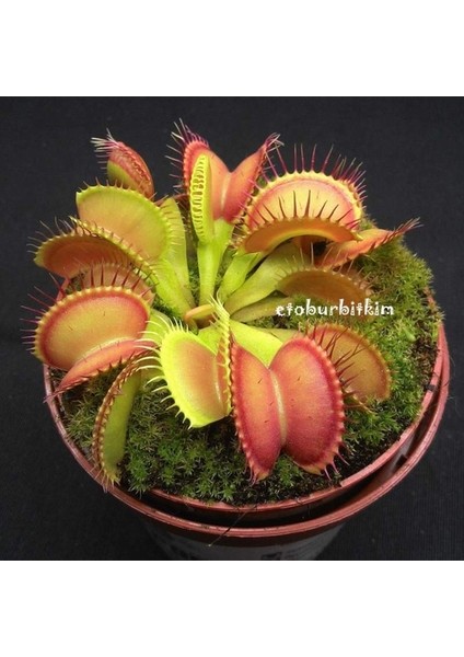 100'lü Venüs Fly Trap Sinek Kapan Bitkisi Tohumu + 10'lu Antoryum Çiçek Tohumu