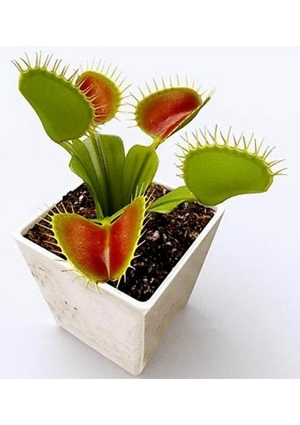 25'li Karışık Venüs Fly Trap Sinek Kapan Bitkisi Tohumu + 10'lu H. Gülü Tohumu