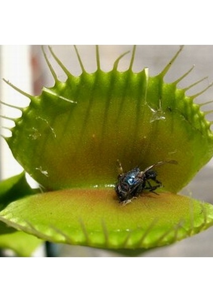 25'li Karışık Venüs Fly Trap Sinek Kapan Bitkisi Tohumu + 10'lu H. Gülü Tohumu