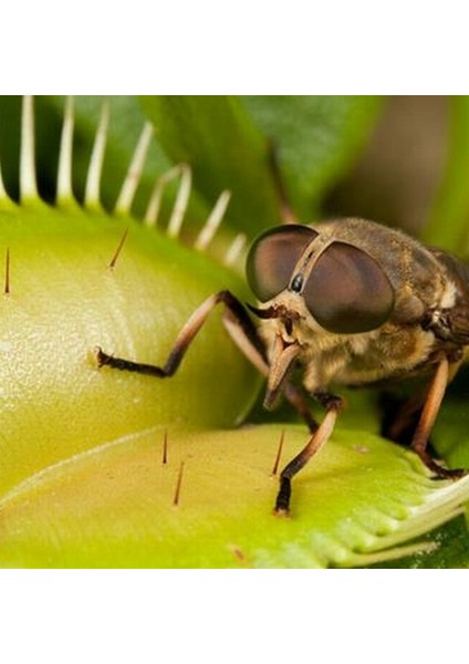 50'li Venüs Fly Trap Sinek Kapan Bitkisi Tohumu + 10'lu Lily Çiçek Tohumu