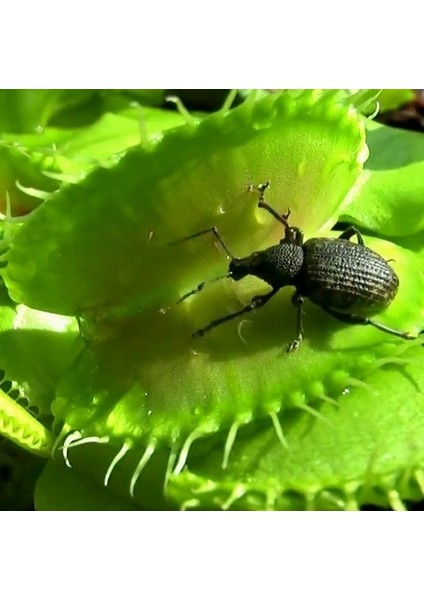 100'lü Sinek Kapan Etobur Bitki Tohumu + 10'lu Kırmızı Lale Çiçek Tohumu