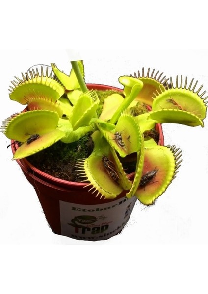 50'li Karışık Sinek Kapan Bitki Tohumu + 10'lu Kırmızı Lale Çiçek Tohumu