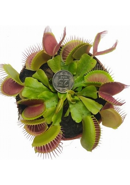 50'li Sinek Kapan Etobur Bitki Tohumu + 10'lu Kırmızı Lale Çiçek Tohumu