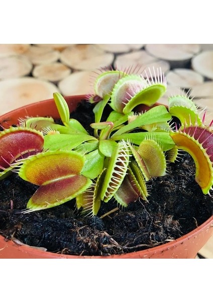 50'li Venüs Fly Trap Sinek Kapan Bitkisi Tohumu + 10'lu Yıldız Çiçek Tohumu