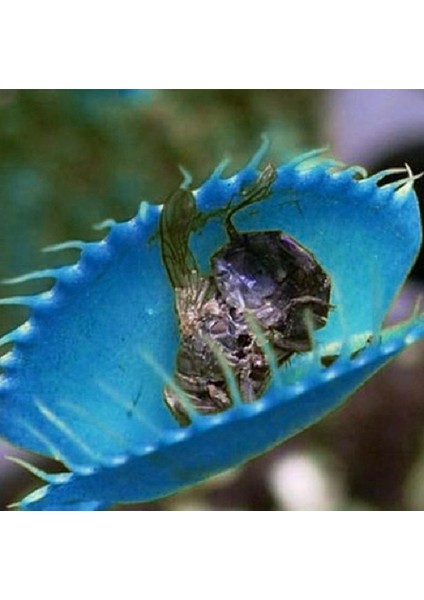 50'li Venüs Fly Trap Sinek Kapan Bitkisi Tohumu + 10'lu Cennet Kuşu Çiçek Tohumu