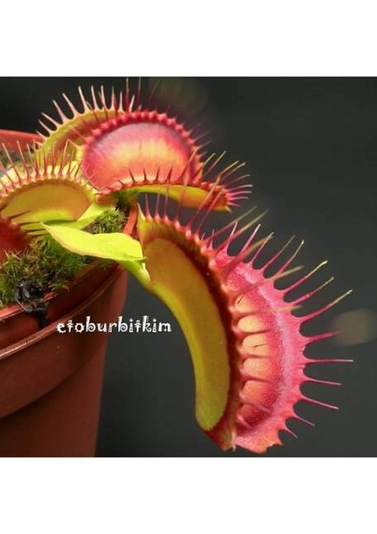 100'lü Venüs Fly Trap Sinek Kapan Bitkisi Tohumu + 10'lu Cennet Kuşu Çiçek Tohumu