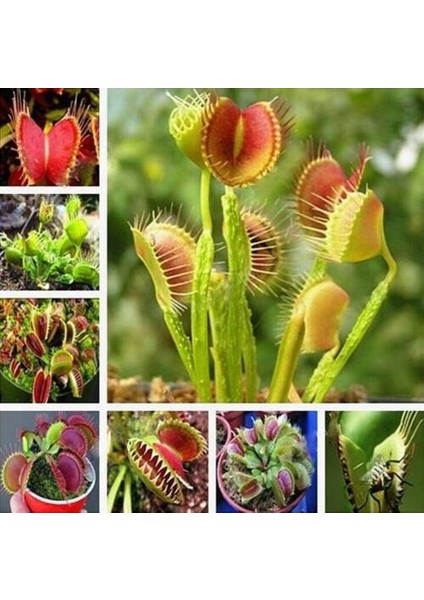 25'li Venüs Fly Trap Sinek Kapan Bitkisi Tohumu + 10'lu Cennet Kuşu Çiçek Tohumu