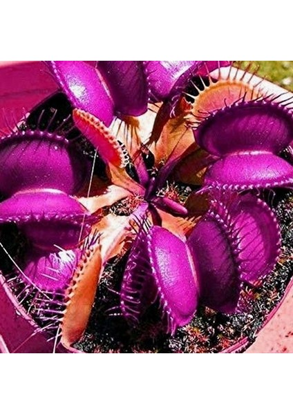 25'li Venüs Fly Trap Sinek Kapan Bitkisi Tohumu + 10'lu Cennet Kuşu Çiçek Tohumu