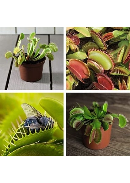 25'li Venüs Fly Trap Sinek Kapan Bitkisi Tohumu + 10'lu Cennet Kuşu Çiçek Tohumu