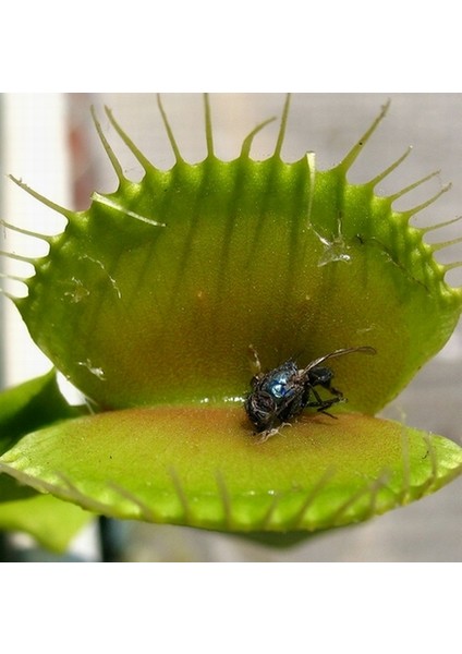 50'li Venüs Fly Trap Sinek Kapan Bitkisi Tohumu + 10'lu Menekşe Çiçek Tohumu