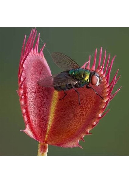 25'li Venüs Fly Trap Sinek Kapan Bitkisi Tohumu + 10'lu Lily Çiçek Tohumu