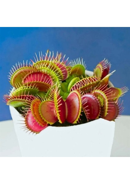 100'lü Venüs Fly Trap Sinek Kapan Bitkisi Tohumu + 10'lu Starliçe Çiçek Tohumu