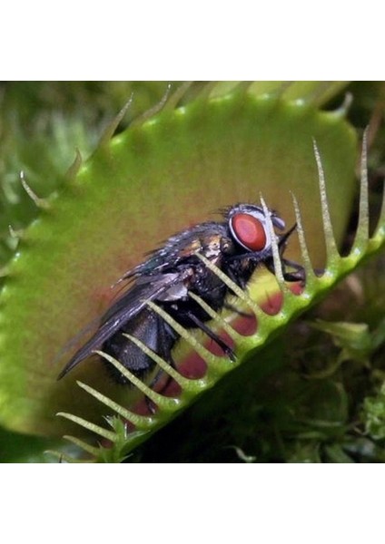 25'li Venüs Fly Trap Sinek Kapan Bitkisi Tohumu + 10'lu Antoryum Çiçek Tohumu