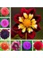 10 Adet Karışık Renk Gazania Flower Çiçeği Tohumu + 10 Adet K.renk Dahlia Çiçek Tohumu 4