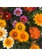 100 Adet Karışık Renk Gazania Flower Çiçeği Tohumu + 10 Adet K.renk Dahlia Çiçek Tohumu 1