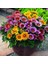 100 Adet Karışık Renk Gazania Flower Çiçeği Tohumu + 10 Adet K.renk Çuha Çiçek Tohumu 1