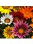 10 Adet Karışık Renk Gazania Flower Çiçek Tohumu + 10 Adet K.renk Cennet Kuşu Çiçek Tohumu 1