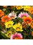 10 Adet Karışık Renk Gazania Flower Çiçek Tohumu + 10 Adet K.renk Cennet Kuşu Çiçek Tohumu 1