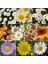 25 Adet Karışık Renk Gazania Flower Çiçeği Tohumu + 10 Adet K.renk Aster Çiçek Tohumu 4