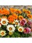 100 Adet Karışık Renk Gazania Flower Çiçeği Tohumu + 10 Adet K.renk Aster Çiçek Tohumu 1