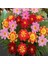 100 Adet Karışık Renk Gazania Flower Çiçek Tohumu + 10 Adet K.renk Cennet Kuşu Çiçek Tohumu 1