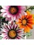 100 Adet Karışık Renk Gazania Flower Çiçeği Tohumu + 10 Adet K.renk Yıldız Çiçek Tohumu 1