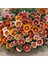25 Adet Karışık Renk Gazania Flower Çiçek Tohumu + 10 Adet K.renk Cennet Kuşu Çiçek Tohumu 1