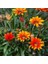 50 Adet Karışık Renk Gazania Flower Çiçeği Tohumu + 10 Adet K.renk Küpe Çiçek Tohumu 1
