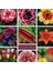 100 Adet Karışık Renk Gazania Flower Çiçeği Tohumu + 10 Adet K.renk Fuchsia Çiçek Tohumu 2