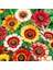 50 Adet Karışık Renk Gazania Flower Çiçeği Tohumu + 10 Adet K.renk Antoryum Çiçek Tohumu 1