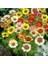 100 Adet Karışık Renk Gazania Flower Çiçek Tohumu + 10 Adet K.renk Begonya Çiçek Tohumu 1