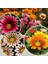 50 Adet Karışık Renk Gazania Flower Çiçek Tohumu + 10 Adet K.renk Begonya Çiçek Tohumu 1