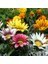 10 Adet Karışık Renk Gazania Flower Çiçeği Tohumu + 10 Adet K.renk Saz Püskülü Çiçek Tohumu 1