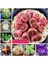 100 Adet Karışık Renk Koyun Gözü Çiçek Tohumu + 10 Adet K.renk Succulent Cactus Tohumu 4