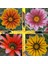 10 Adet Karışık Renk Gazania Flower Çiçek Tohumu + 10 Adet K.renk Sinek Kapan Tohumu 1