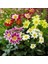 10 Adet Karışık Renk Gazania Flower Çiçek Tohumu + 10 Adet K.renk Domates Tohumu 1