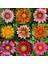 25 Adet Karışık Renk Gazania Flower Çiçek Tohumu + 10 Adet K.renk Et Obur Bitkisi Tohumu 1