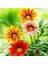 100 Adet Karışık Renk Gazania Flower Çiçeği Tohumu + 10 Adet K.renk Gerbera Çiçek Tohumu 1