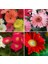 10 Adet Karışık Renk Koyun Gözü Çiçeği Tohumu + 10 Adet K.renk Gerbera Çiçek Tohumu 4
