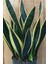 Paşa Kılıcı Peygamber Kılıcı Sansevieria 1