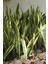 Paşa Kılıcı Peygamber Kılıcı Sansevieria 3