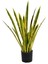 Paşa Kılıcı Peygamber Kılıcı Sansevieria 4