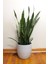 Paşa Kılıcı Peygamber Kılıcı Sansevieria 5