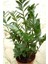 Zamia Bitkisi 1