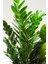 Zamia Bitkisi 2