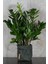 Zamia Bitkisi 3